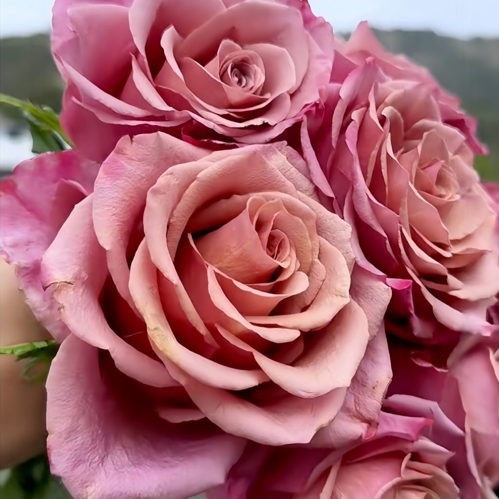 Pink Magic Roses Magic Silver Rose Plant|神奇银色/魔力银 – Rose_Explosion