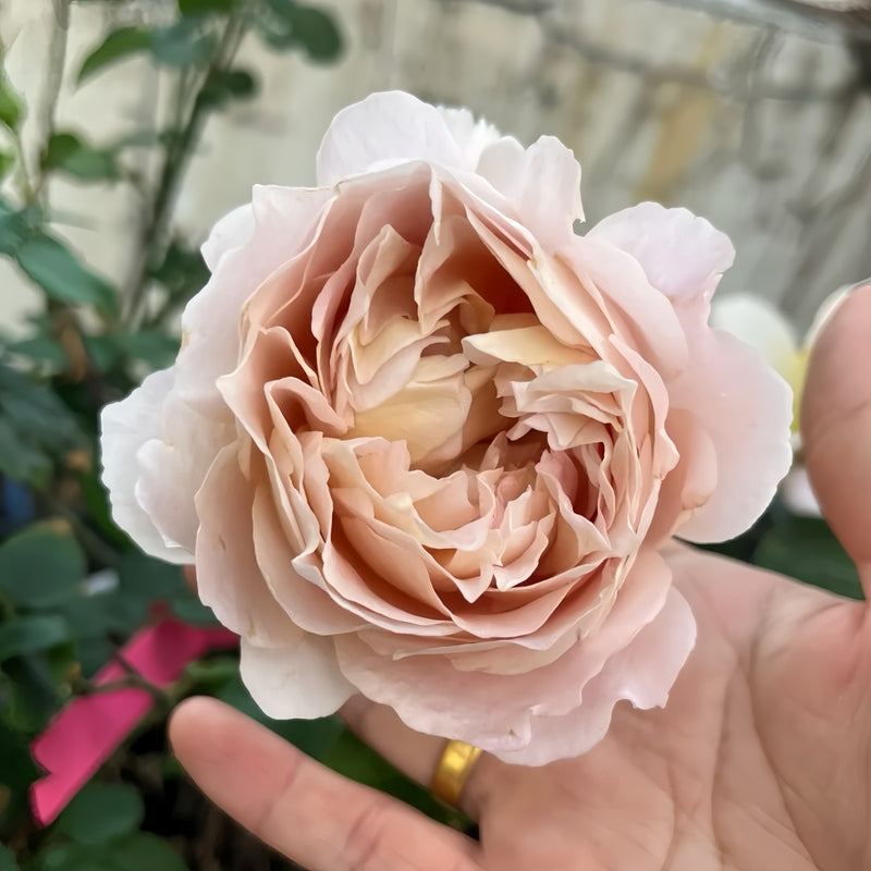 Magic Times Rose