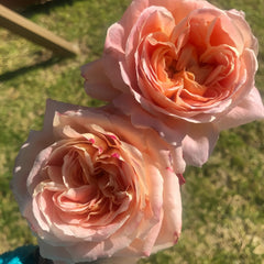 Magique Rose Plant|变化莫测