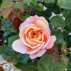 Magique Rose Plant|变化莫测