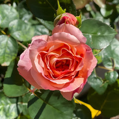 Magique Rose Plant|变化莫测