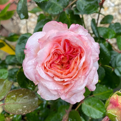 Magique Rose Plant|变化莫测