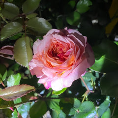 Magique Rose Plant|变化莫测