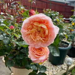 Magique Rose Plant|变化莫测