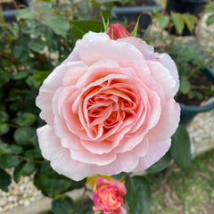 Magique Rose Plant|变化莫测