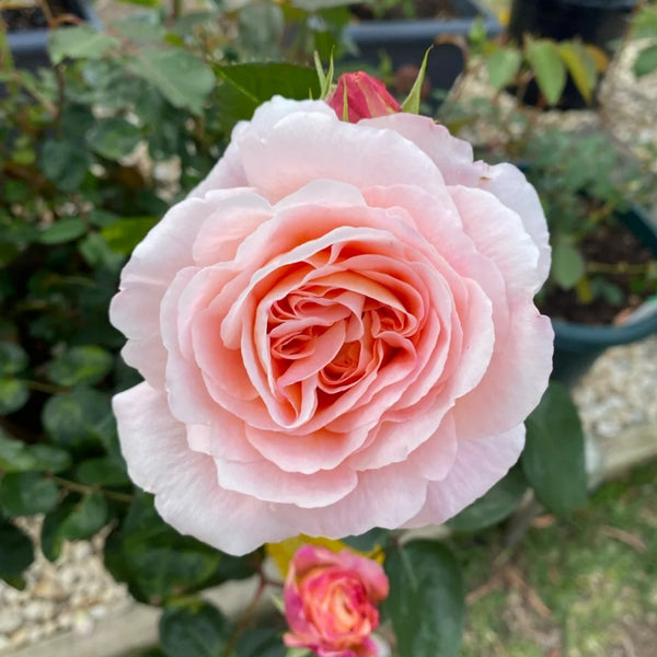 Magique Rose Plant|变化莫测
