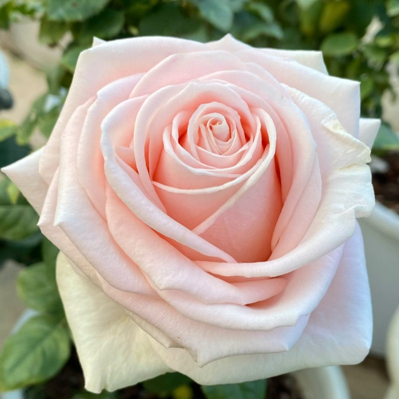 Rose Rise Compressor Rose_Explosion: Express Your Love with Beautiful Roses