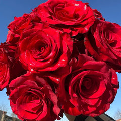 Mamma Mia Rose Plant|妈妈咪