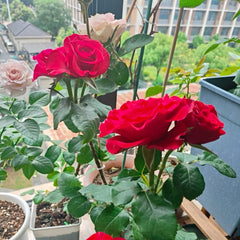 Mamma Mia Rose Plant|妈妈咪