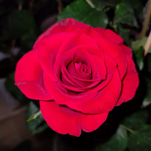 Mamma Mia Rose Plant|妈妈咪