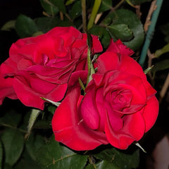 Mamma Mia Rose Plant|妈妈咪