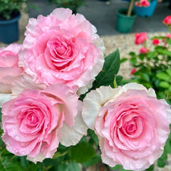 Mandala Rose