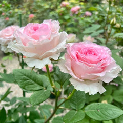 Mandala Rose