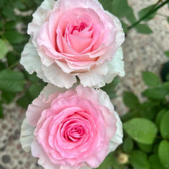 Mandala Rose
