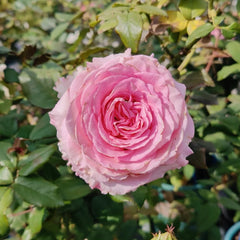 Mandala Rose