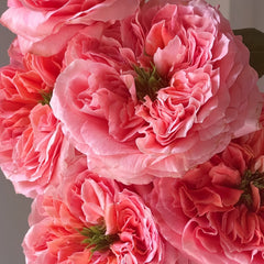 Mandarin X-Pression Rose