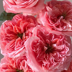 Mandarin X-Pression Rose