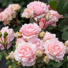 Charming Mangian Rose Plant for a Lush Garden