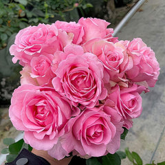 Charming Mangian Rose Plant for a Lush Garden