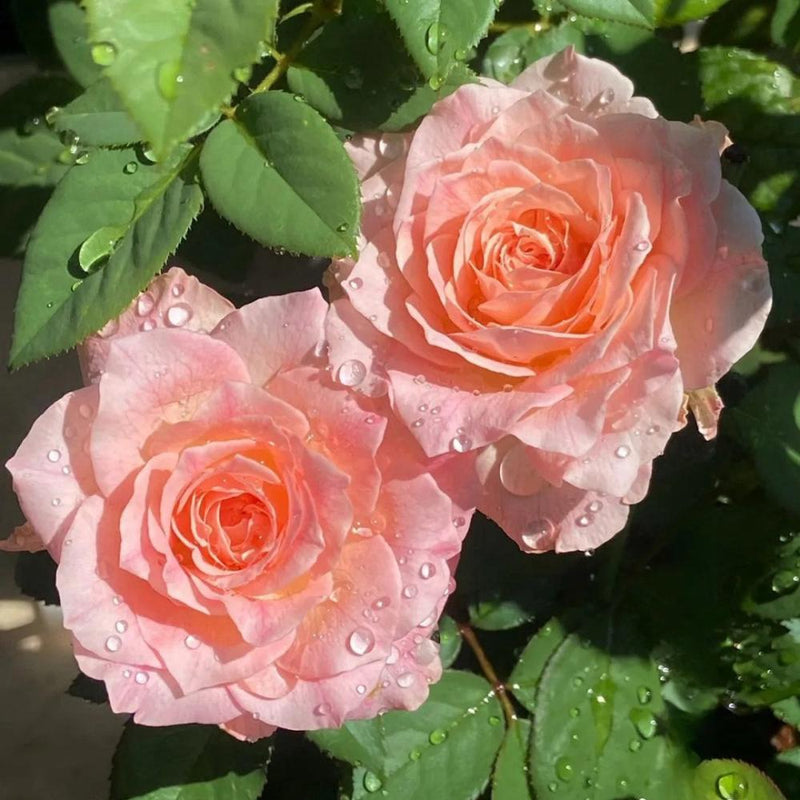 Charming Mangian Rose Plant for a Lush Garden