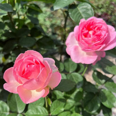 Charming Mangian Rose Plant for a Lush Garden