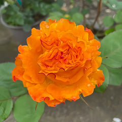 Mango Lieber Rose Plant