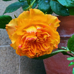 Mango Lieber Rose Plant