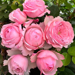 Mansfield Pink Park Rose Plant