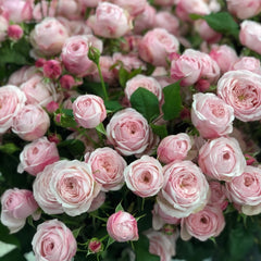 Mansfield Pink Park Rose Plant