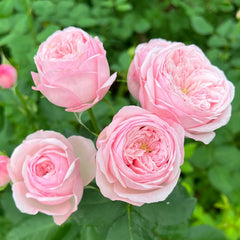 Mansfield Pink Park Rose Plant