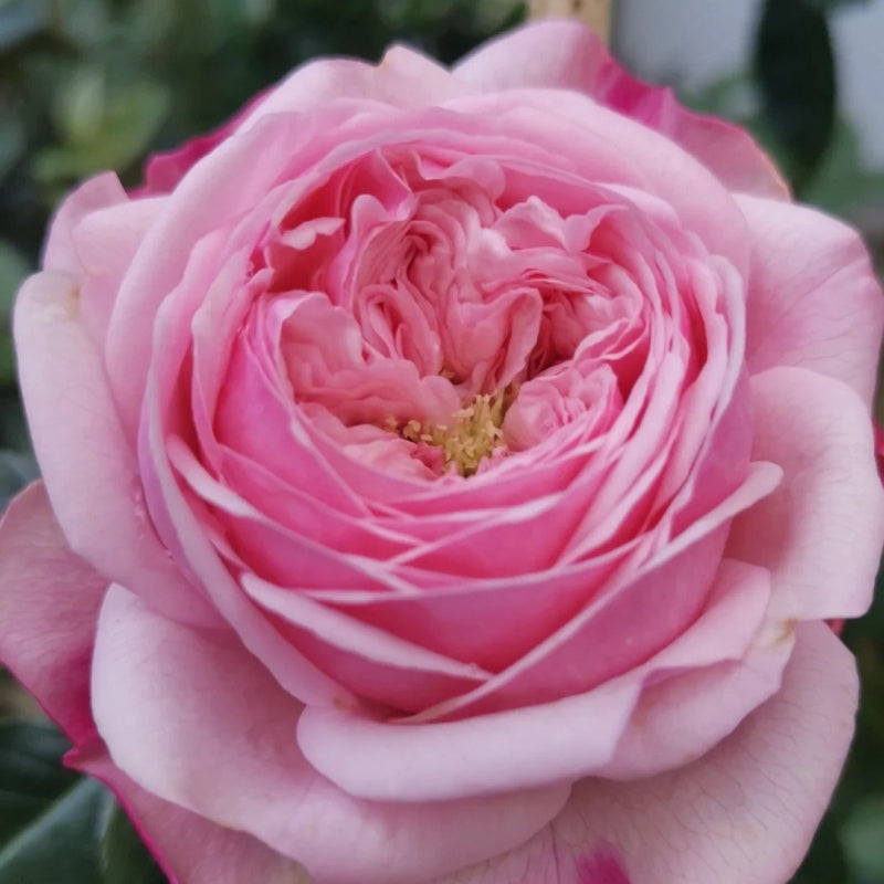 Mansfield Pink Park Rose Plant