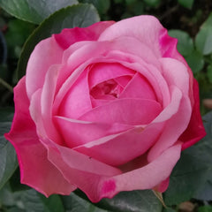 Mansfield Pink Park Rose Plant