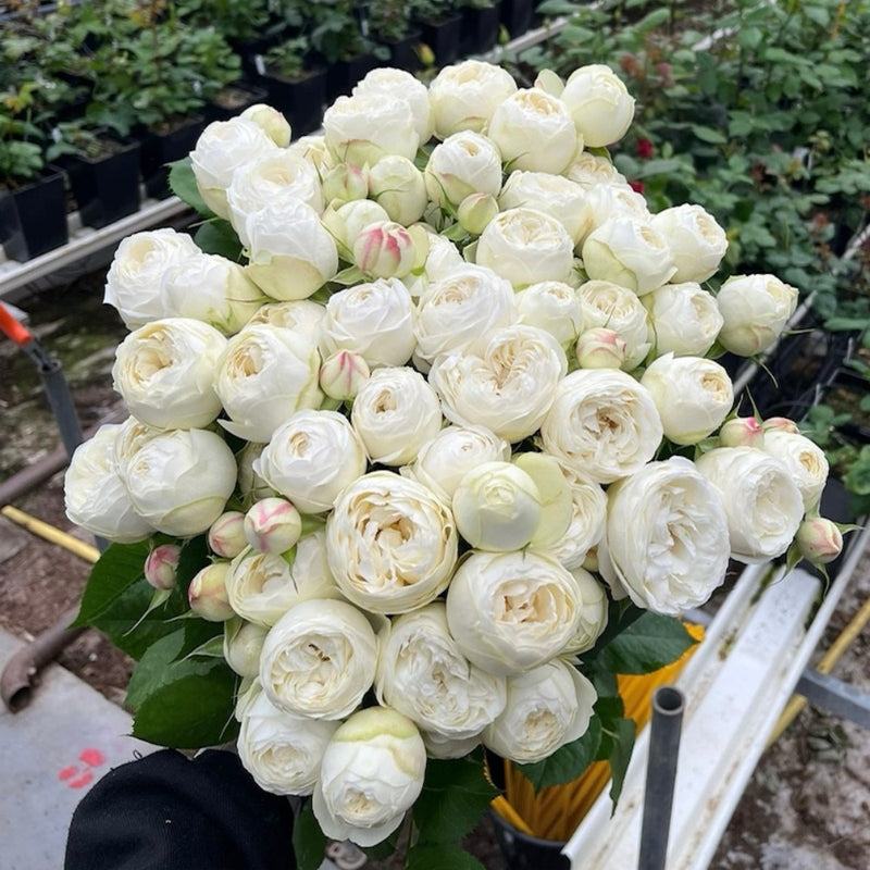 Mansfield White Park Rose Plant|曼斯菲尔德白色庄园