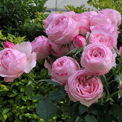 Mansfield Park Rose – Blush Pink Elegance