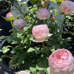 Mansfield Park Rose – Blush Pink Elegance