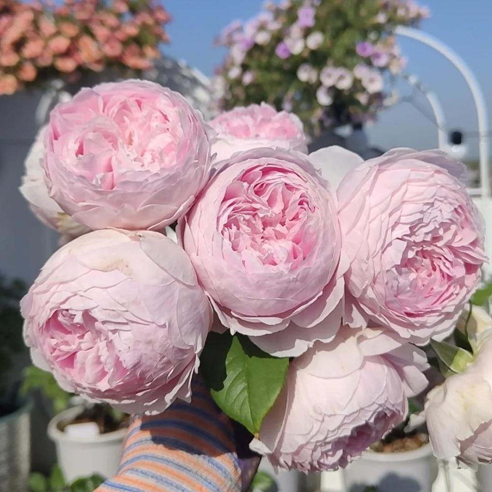 park seed roses Mansfield Park Rose Plant|曼斯菲尔德庄园