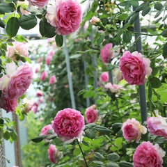 Gorgeous Mantle Cloth Rose Plant for a Vibrant Garden