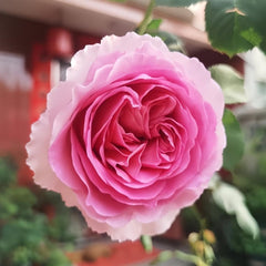 Gorgeous Mantle Cloth Rose Plant for a Vibrant Garden