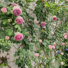 Gorgeous Mantle Cloth Rose Plant for a Vibrant Garden