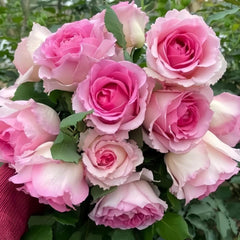 Gorgeous Mantle Cloth Rose Plant for a Vibrant Garden