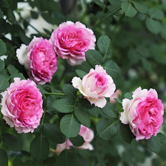 Gorgeous Mantle Cloth Rose Plant for a Vibrant Garden