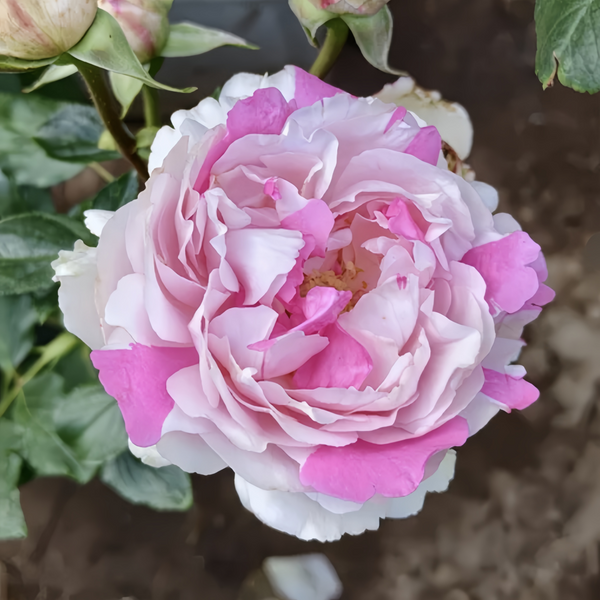 Marble Parfalt Rose Plant|伊芙大理石冻糕