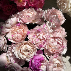 Marble Parfalt Rose Plant|伊芙大理石冻糕