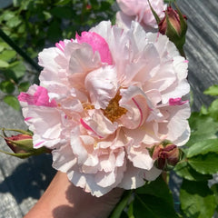 Marble Parfalt Rose Plant|伊芙大理石冻糕