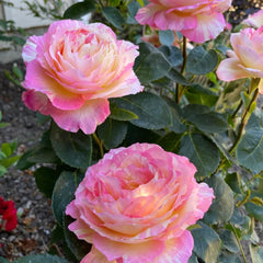 Marc Chagall Rose 