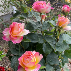 Marc Chagall Rose 