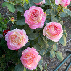 Marc Chagall Rose 