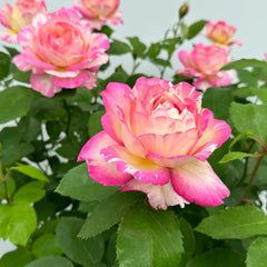 Marc Chagall Rose 