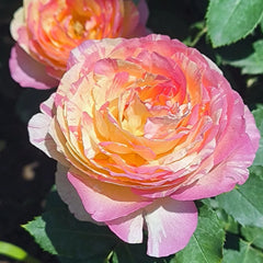 Marc Chagall Rose 
