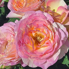 Marc Chagall Rose 